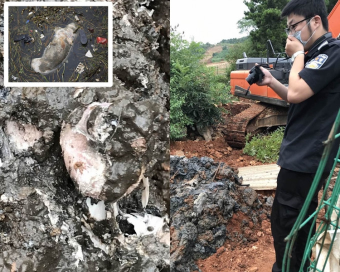 浙江大銀山上月發現逾萬頭死豬。資料圖片