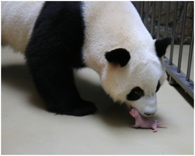 「成大」产下龙凤双胞胎。成都大熊猫繁育研究基地图片