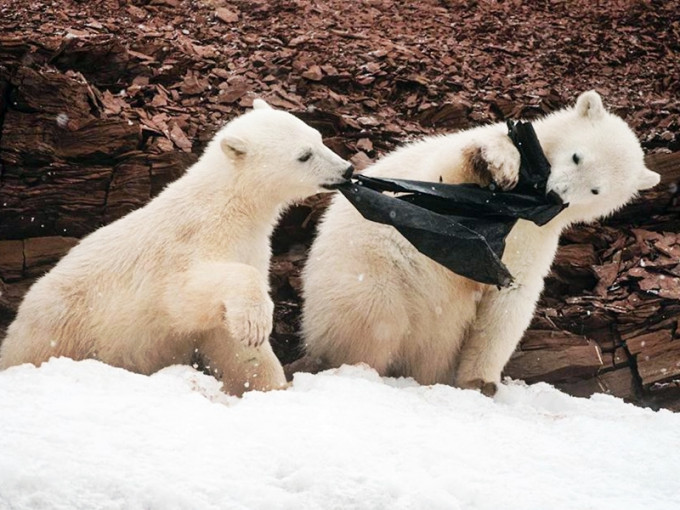 瑞典一名北极探险领队目睹两只小北极熊争食垃圾胶袋。网图