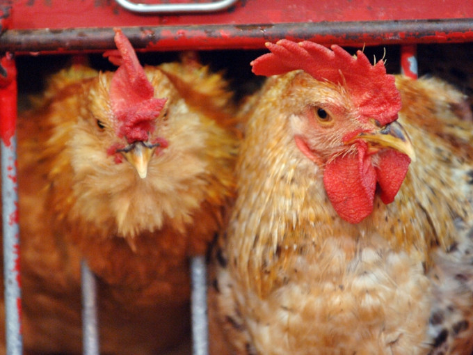 波蘭部分地區爆發H5N8禽流感，食安中心即時指示業界暫停上述地區進口禽肉及禽類產品。資料圖片（示意圖）