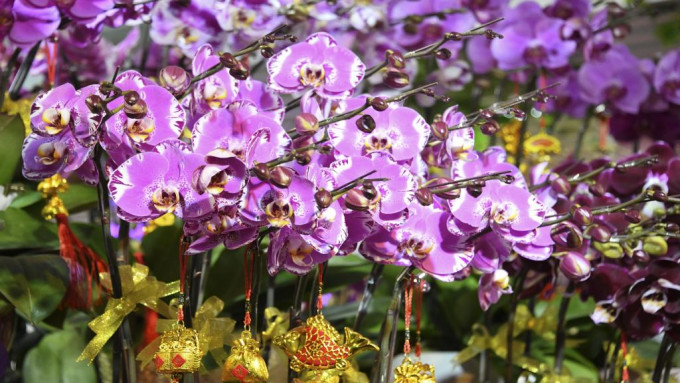 有尖沙咀商场化身「迷你年宵市场」让花农开花档。