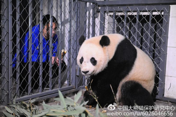 大熊猫「宝宝」到成都。