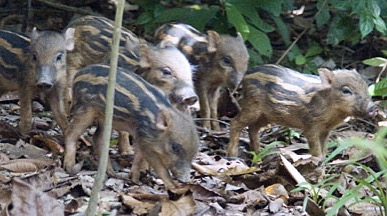 新加坡原生野猪