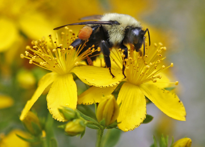 全球有8成野生植物倚賴昆蟲傳播花粉。AP圖片