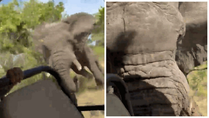 赞比亚大象狂追掀翻越野车致1死5伤。