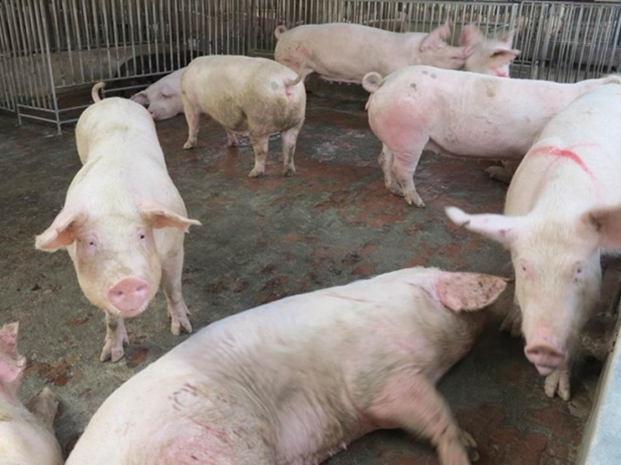 海南省推出「放心豬肉」保障市場供應，滿足居民需求。 資料圖片