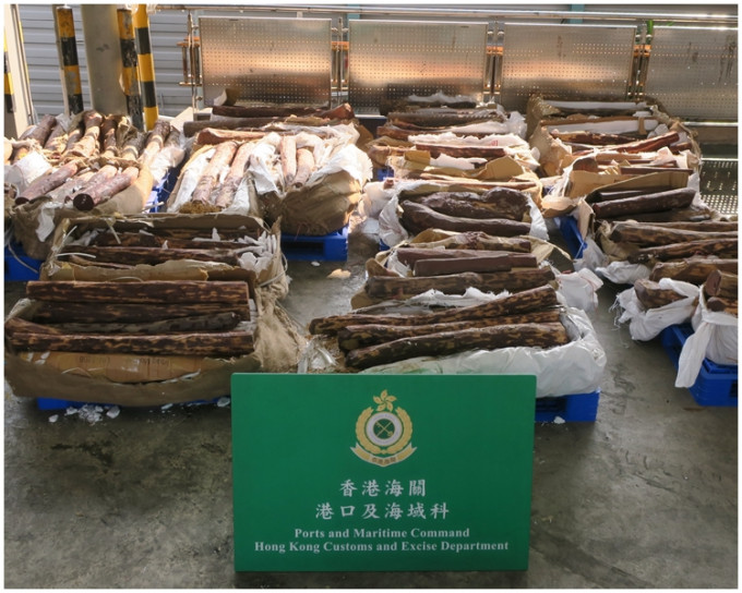 海關人員在一個從孟加拉抵港的貨櫃內發現該批懷疑檀香紫檀木材。政府新聞處圖片