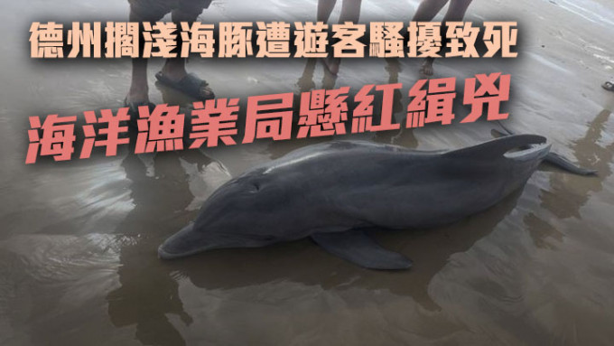 美国国家海洋渔业局公布发放悬赏，追查涉及4月在德州海滩骚扰搁浅海豚导致其死亡的游客。网上图片