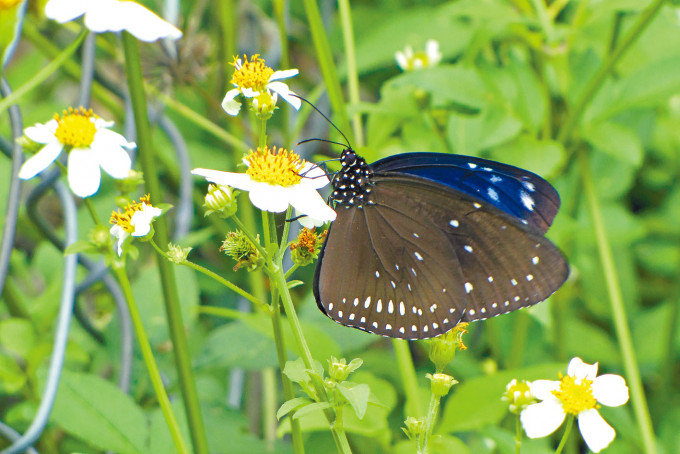 南丫岛发现斑蝶群聚地点，八成是蓝点紫斑蝶。