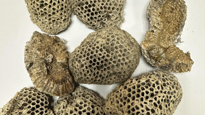中药材「蜂房」被验出致癌物黄曲霉毒素超标，批发商黄泽记回收。政府新闻处