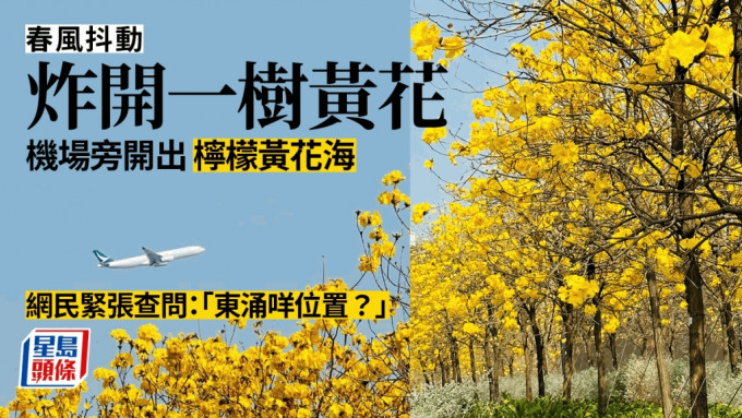 黃花風鈴木花海如約而至，網民：遠過機場櫻花園少少。圖片授權Winnie Lam