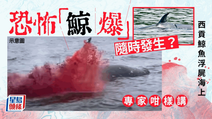 西贡布氏鲸浮尸海上，「鲸爆」（鲸鱼爆炸）问题成为网民焦点，恐怖「鲸爆」随时发生？专家接受《星岛头条网》时就「鲸爆」风险，作出了分析。