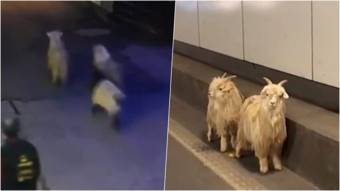 ３只羊逃走，结局不一样。其中2只成「迷途小羊」惊慌躲一旁。 网片截图