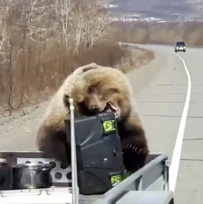 俄羅斯有棕熊搶劫獵人的午餐。網上圖片