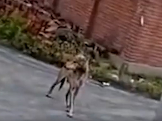 三只狼周五闯入哈尔滨阿城区一村庄，一只狗被咬死。影片截图