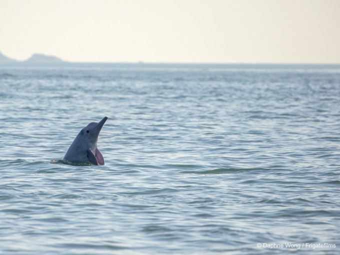 本地中华白海豚的数目在过去 16 年间暴跌逾七成。WWF图片
