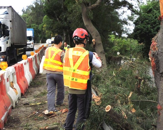 路政署外判树木组到场检视损毁情况并拍照存档。欧阳伟光摄