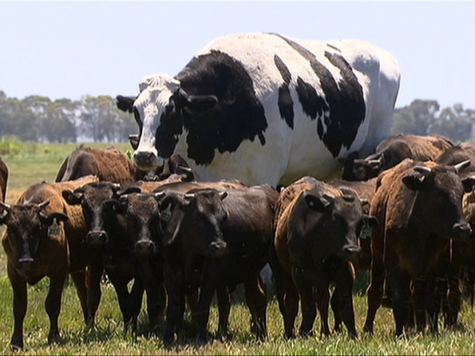 澳洲巨牛长得如米高佐敦般高（194厘米），重1400公斤，屠宰场拒宰杀。（网图）