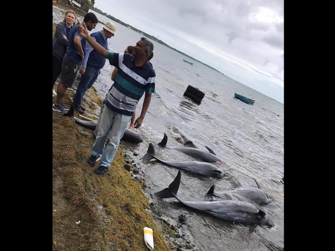 毛里求斯海岸发现17具海豚尸。AP图片