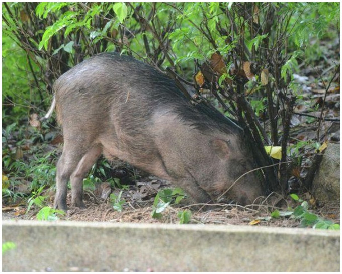 近年多了野豬出沒鬧市覓食。資料圖片