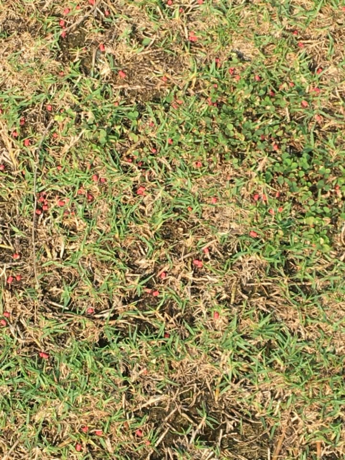 有狗主近日在社交網站發文，指在啟德跑道公園的草地發現大量紅色顆粒物體。網圖