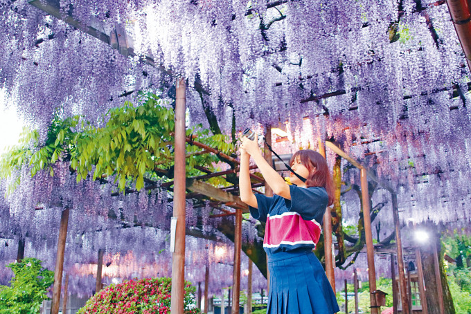 春日的新潟百花齊放，紫藤花與鬱金香等盛放的花卉，便會營造出一幅幅漂亮的春日風景畫。