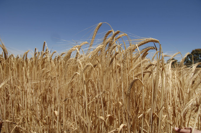 澳洲指会反对中国对澳洲进口大麦徵反倾销税。 资料图片