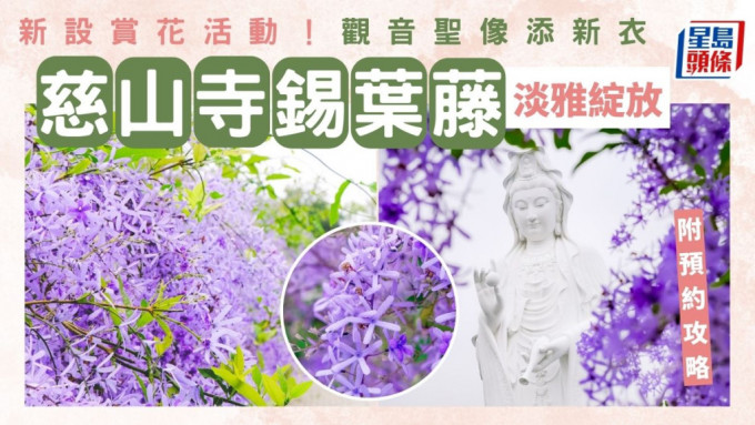 慈山寺锡叶藤紫色花海盛放　观音圣像添新衣+新设赏花活动 附预约方法/交通