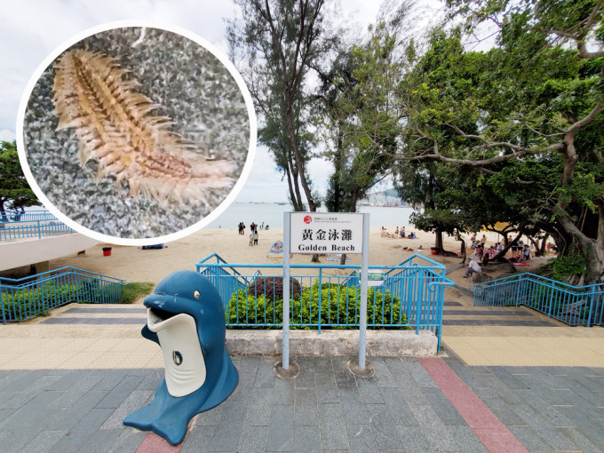 屯門黃金泳灘驚現有毒「海毛蟲」。資料圖片及港九拯溺員工會FB圖