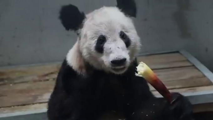 大熊猫「丫丫」回到北京动物园。北京动物园