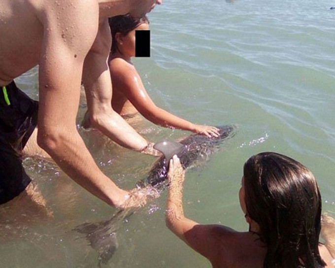 多名遊客捉著小海豚與之合照，結果導致小海豚肺部及心臟衰竭而亡。(網上圖片)