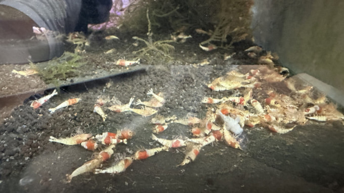 一缸約值逾萬元的水晶蝦慘死。資料圖片
