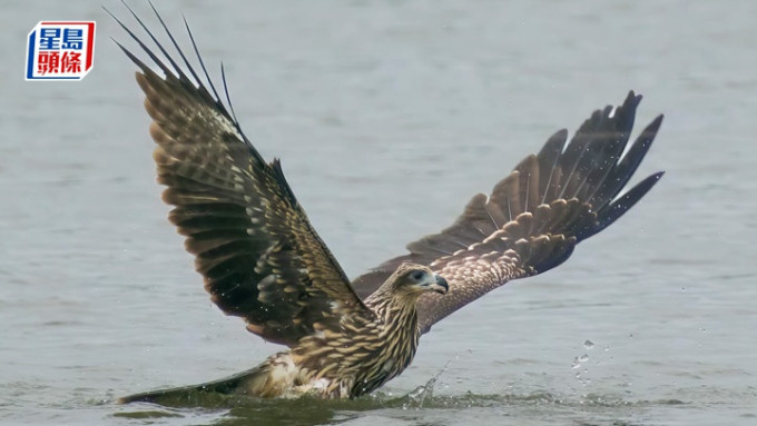 麻鹰小新被鱼线牵引着无法离开水塘。fb：嘉道理农场