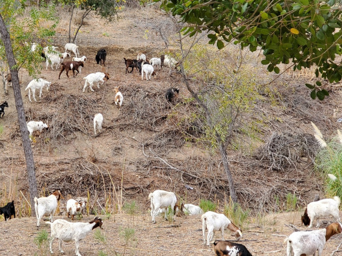洛杉磯郊外的格倫代爾派遣山羊到山上，把乾燥的植被食掉。網上圖片
