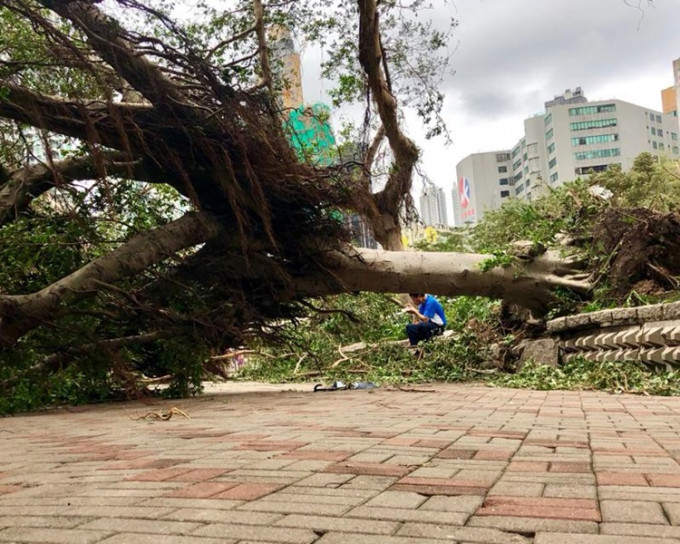 「山竹」令全港多处仍有塌树。资料图片