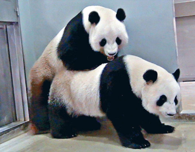 大熊猫盈盈跟乐乐曾经交配。资料图片