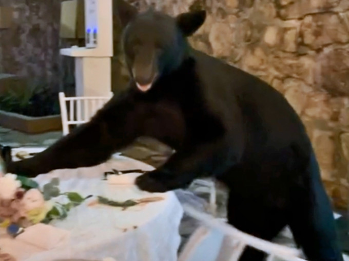 黑熊突闯入大闹婚宴。网图