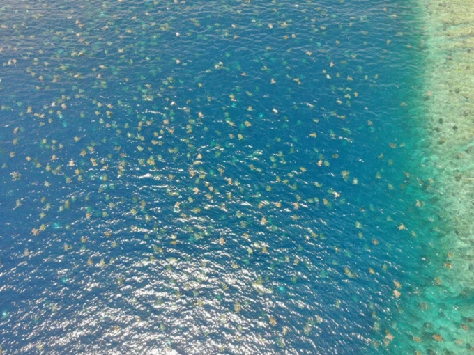 航拍大堡礁逾6萬隻綠蠵龜登島產卵，畫面壯觀。(網圖)