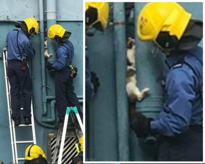 消防員亦迅速趕至，架起鋼梯小心地將貓咪由隙縫間慢慢托出。香港突發事故報料區