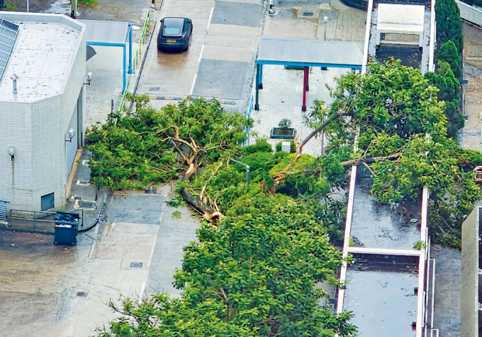 大埔运头塘邨一所小学对开，有一棵10米高大树被吹塌。