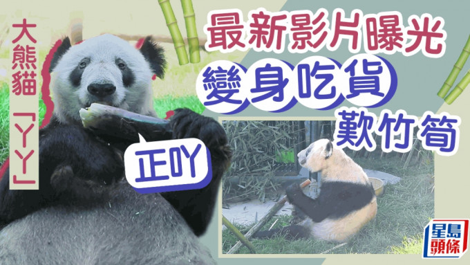 北京動物園發佈大熊貓「丫丫」最新影片。網片截圖