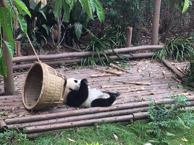 园区内现时年纪最少的熊猫