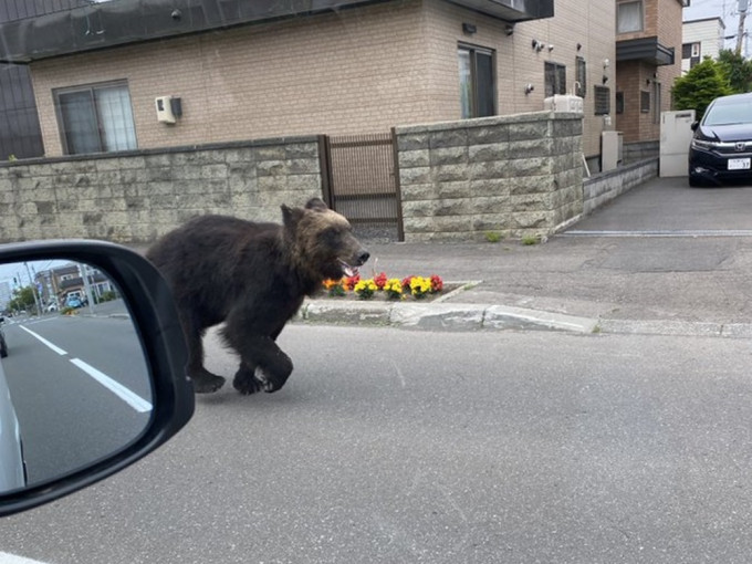 北海道札幌市早上有熊出没，导致共4人受伤。网图