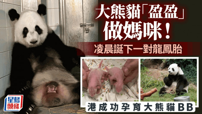 香港大熊猫自然交配成功 「盈盈」今晨产下龙凤胎