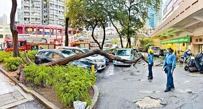 荃湾西楼角路停车场塌树压毁两部私家车。