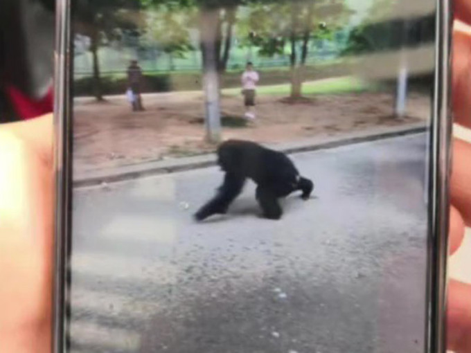 合肥市野生動物園一隻大猩猩從獸舍內脫逃 。（網圖）