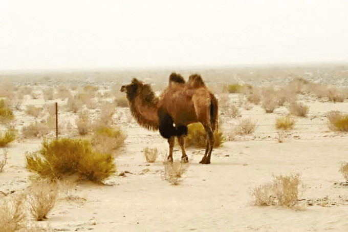 有私家車擅闖國家級野駱駝自然保護區釀成意外。