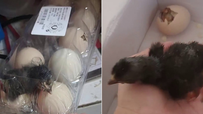 南京市民網購雞蛋放廚房，下班驚見「熱到孵出雞」。