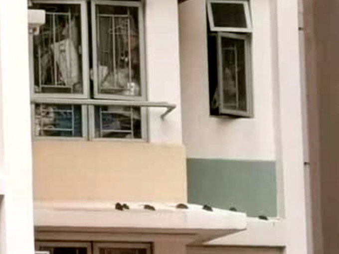 有网民于红磡邨外，墙惊见一群「老鼠群组」爬行。FB图片