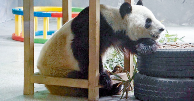 海洋公園大熊貓「安安」的獨子「融融」。